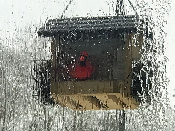 A bright red cardinal at the birdhouse